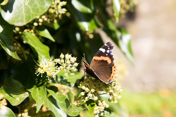 butterfly admiral in autumn
