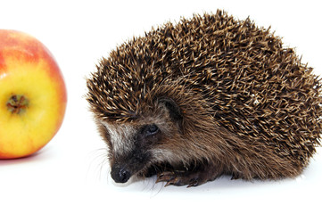 Igel freigestellt auf wei&szlig;em Hintergrund