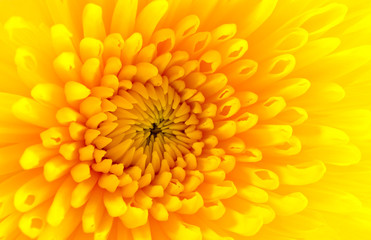 Chrysanthemum. Yellow background.