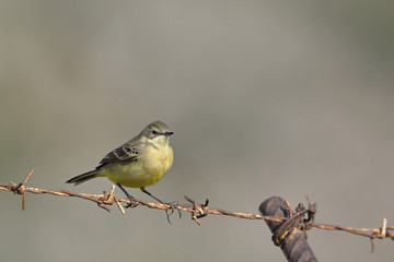 Western Yellow Wagtail (Motacilla flava), Crete