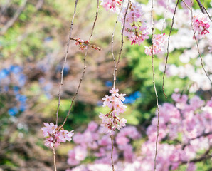 枝垂れ桜