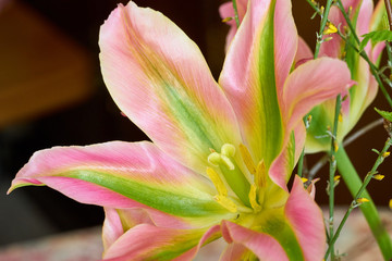 Weit geöffnete rosa-grüne-gelbe Tulpe mit spitzen Bütenblättern 