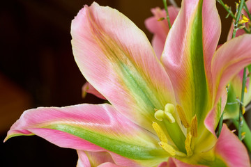 Fototapeta na wymiar Weit geöffnete rosa-grüne-gelbe Tulpe mit spitzen Bütenblättern 