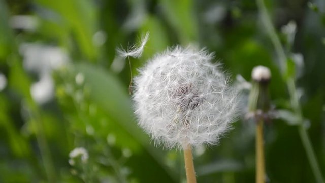 summer dandelion / video with flying seeds of the dandelion by summer