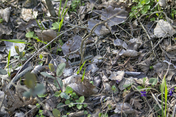 The snake crawls on the ground.