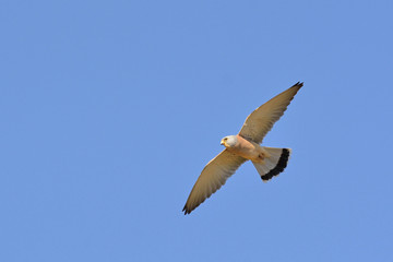 Lesser Kestrel (Falco naumanni), Greece