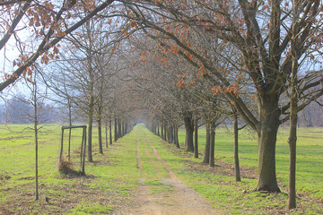 panorama of a park in spring