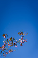 Cherry blossom flowers with blue sky.