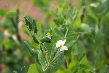 Fototapeta na wymiar plant of pea close up