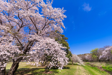東京武蔵野 桜咲く野川公園の風景