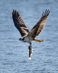 Osprey in Flight With Catch XXVII