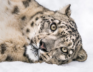 Playful Snow Leopard VII