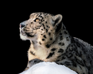 Sunbathing Snow Leopard II