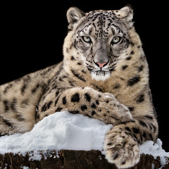 Sunbathing Snow Leopard IV