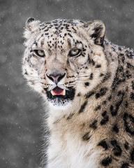 Snow Leopard in Snow Storm VI