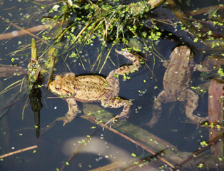 kröten im teich