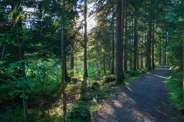 Obraz premium Wald mit Weg