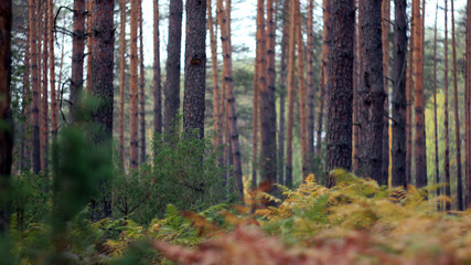 Fototapeta premium pine forest in the cold autumn