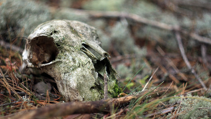  skull of a wild beast in the forest