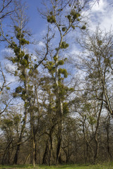 Obraz premium Forest river and wild nature.