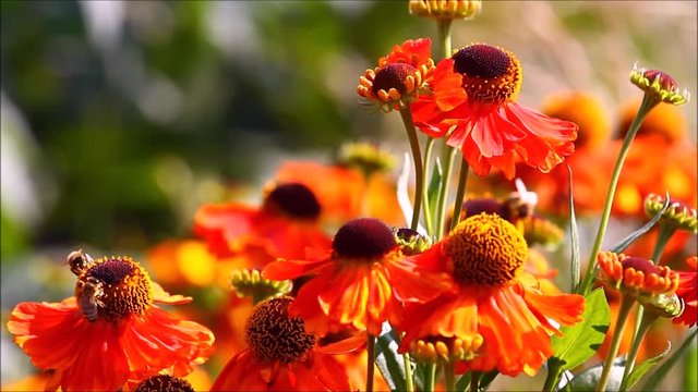 Bees pollinating rudbeckia flowers on a warm summer day 