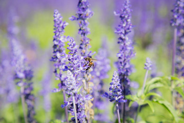 Blue Salvia Flower