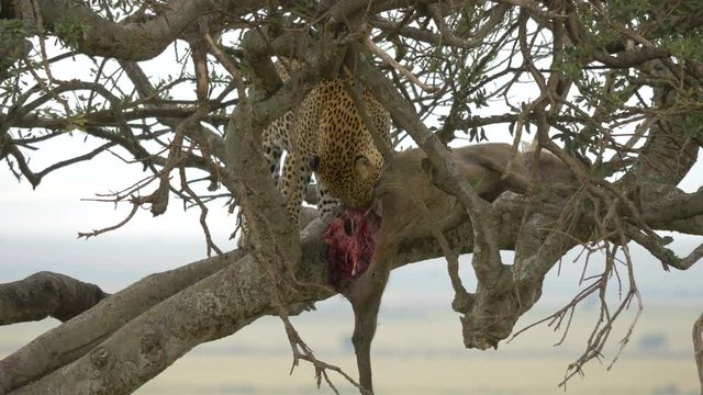 Close up of a leopard eating a carcass in a tree