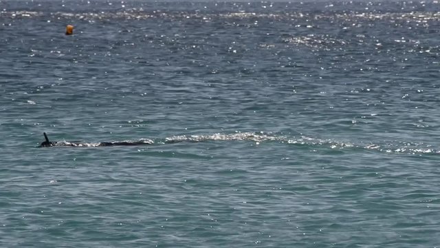 due sub in immersione perlustrano il fondale del  mare a pochi passi dalla riva