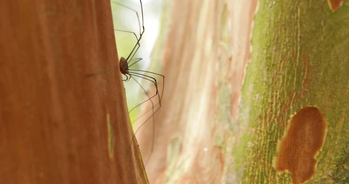 Long Leg Spider Profile on Tree
