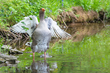 Gans ist im Wasser am baden und Flügel ausbreiten