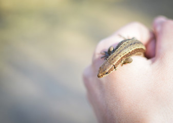 Forest lizard sits on the hand