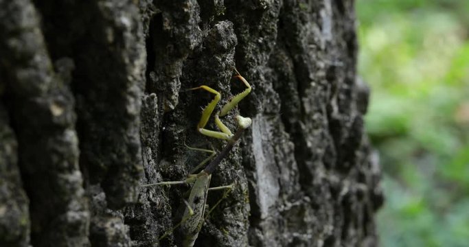 Praying Mantis Climbs Bark on Tree
