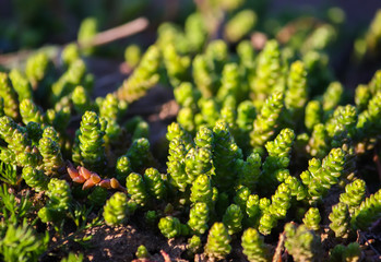 Evergreen plants seeds in sunlight in a garden at spring close up