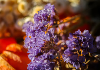 Dry violet flowers close up