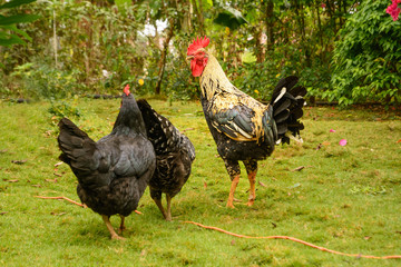 A Dominant cock with hens
