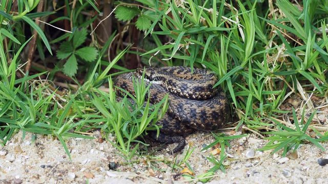 Male Adder ( Vipera berus ) Close Up.