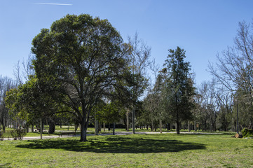 Fototapeta na wymiar Árbol con sombra. Un árbol con su sombra en un parque publico en Madrid