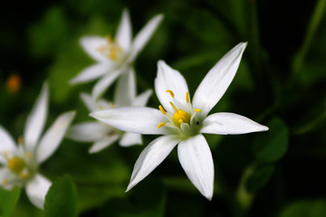  spring flower white season macro detail