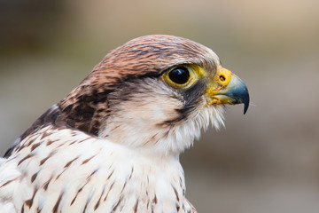 Close up portrait of the head of a peregrine saker hybrid falcon