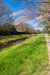 Fototapeta na wymiar 東京武蔵野 桜咲く野川公園の風景