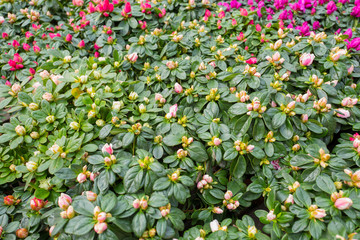 Azalea mollis plants.