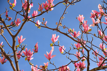 Magnolia rose au printemps
