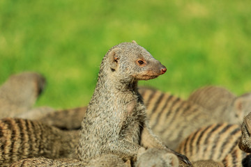 Mongoose in the crowd