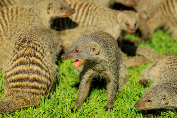 Smiling Mongoose in the Band, Botswana, Africa