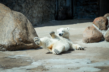 Little funny white bear