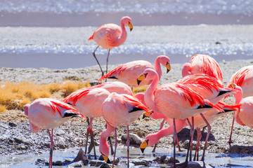 Laguna Hedionda flamingos, Bolivia