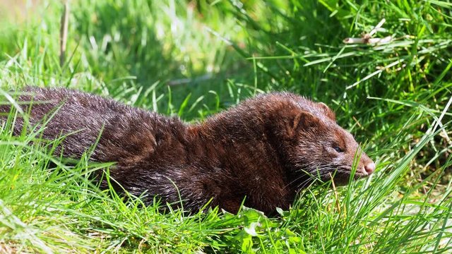 American mink (Neovison vison). 