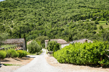 Fototapeta na wymiar summer road in tuscany 
