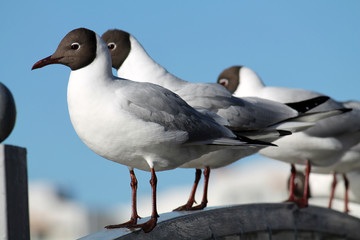 Obraz premium Black-headed gulls (Chroicocephalus ridibundus) in adult summer plumage
