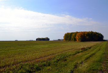 Naklejka premium Field with little forest